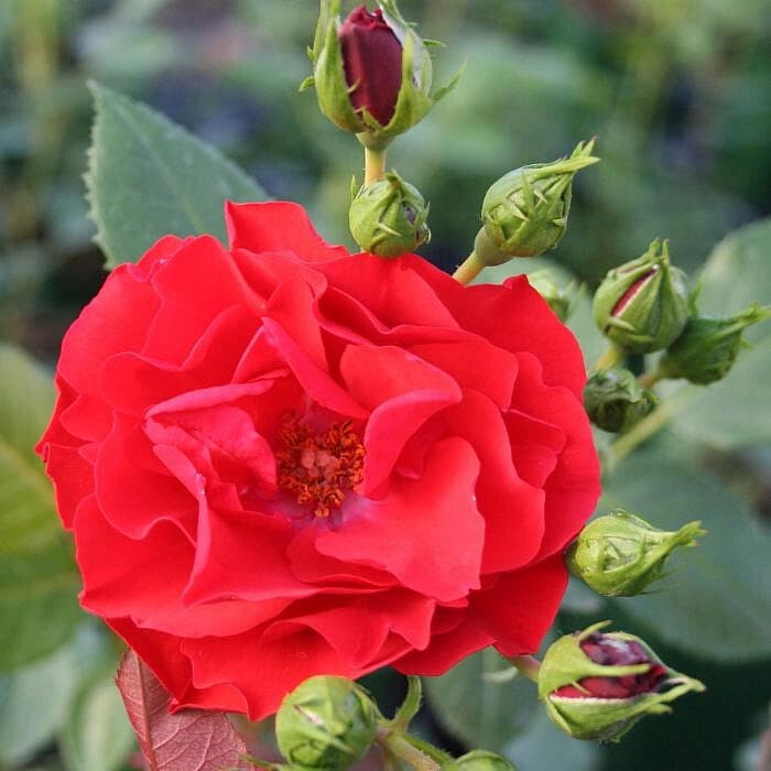 Роза Аллотрия – вид 4