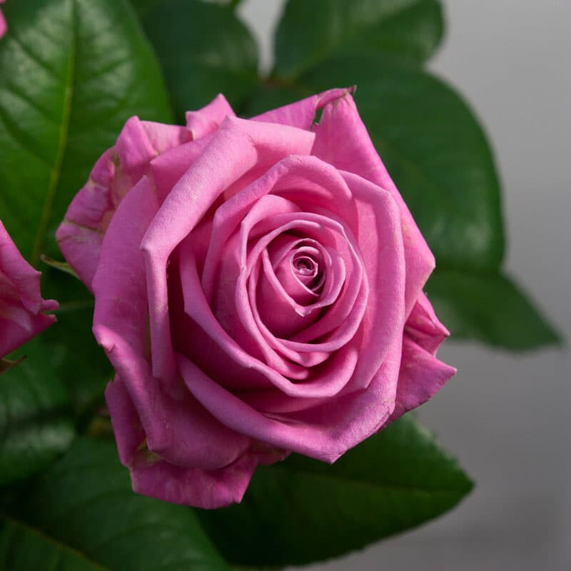 Роза Аква – вид 3
