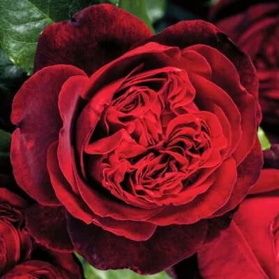 Роза Адмирал – вид 3