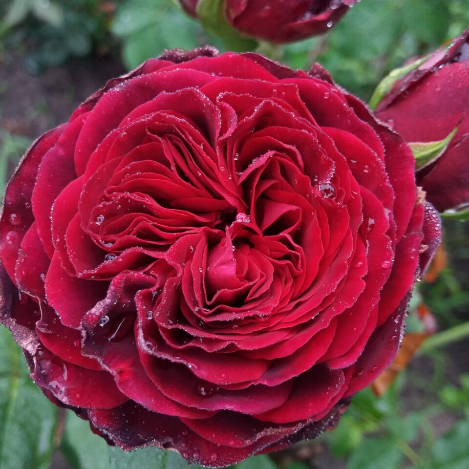 Роза Адмирал – вид 4