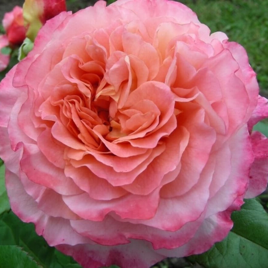 Роза Августа Луиза – вид 3