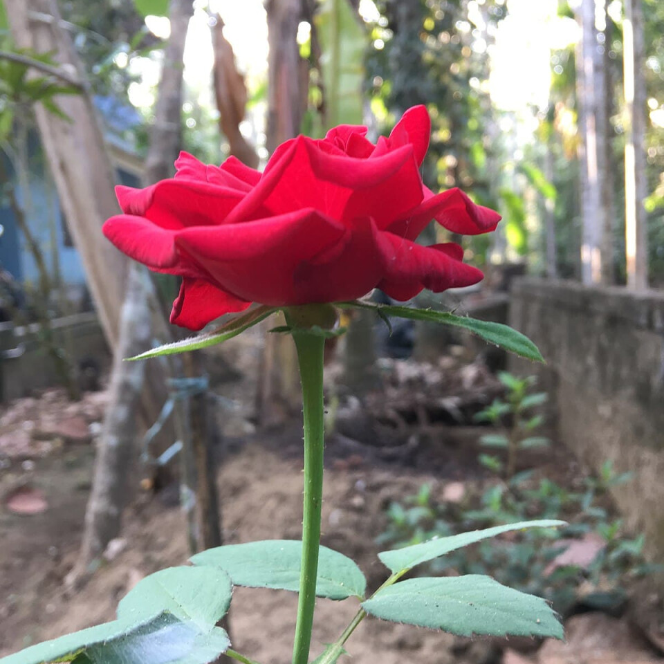 Роза – вид 3