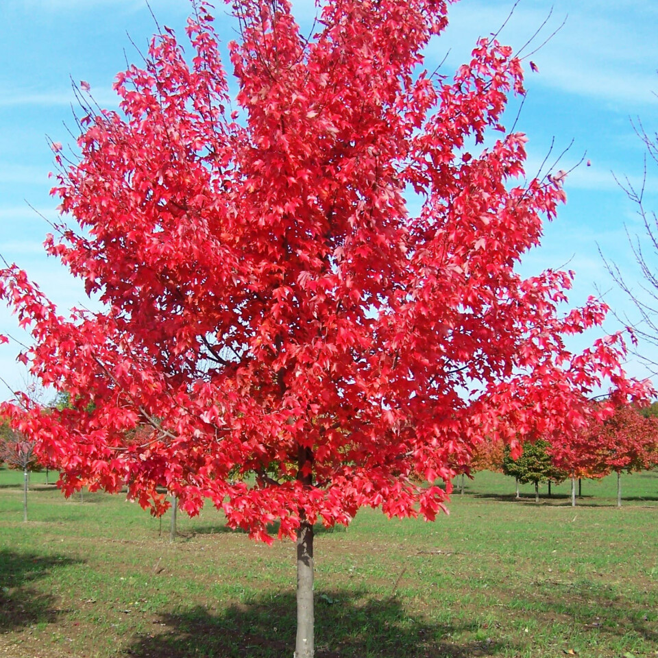 Дерево с красными цветами фото