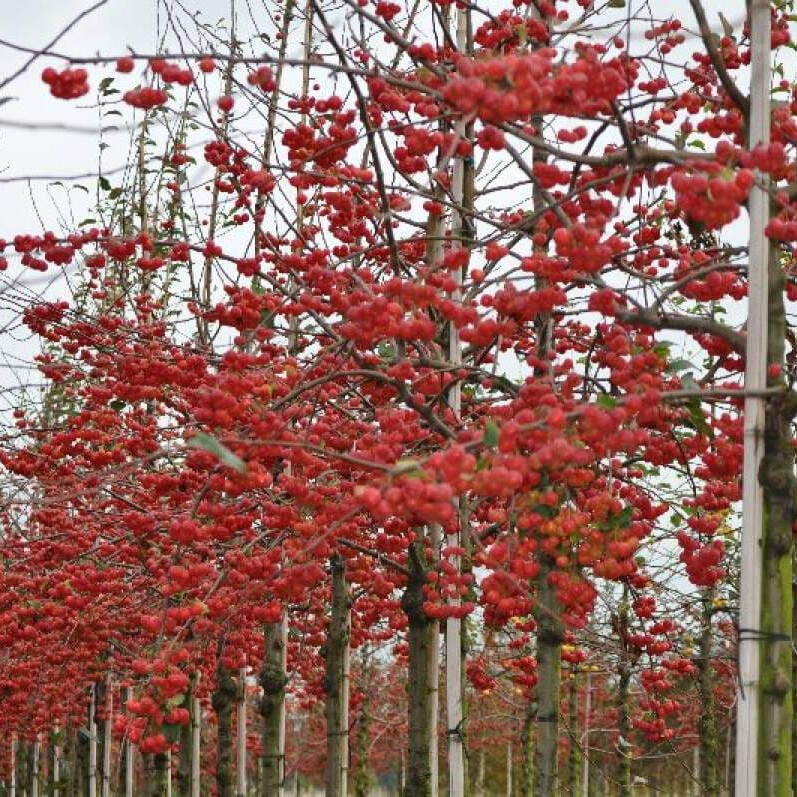 Яблоня декоративная Ред сентинел – вид 2