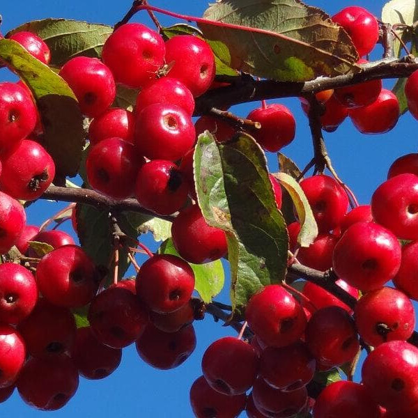 Яблоня декоративная Ред сентинел – вид 3