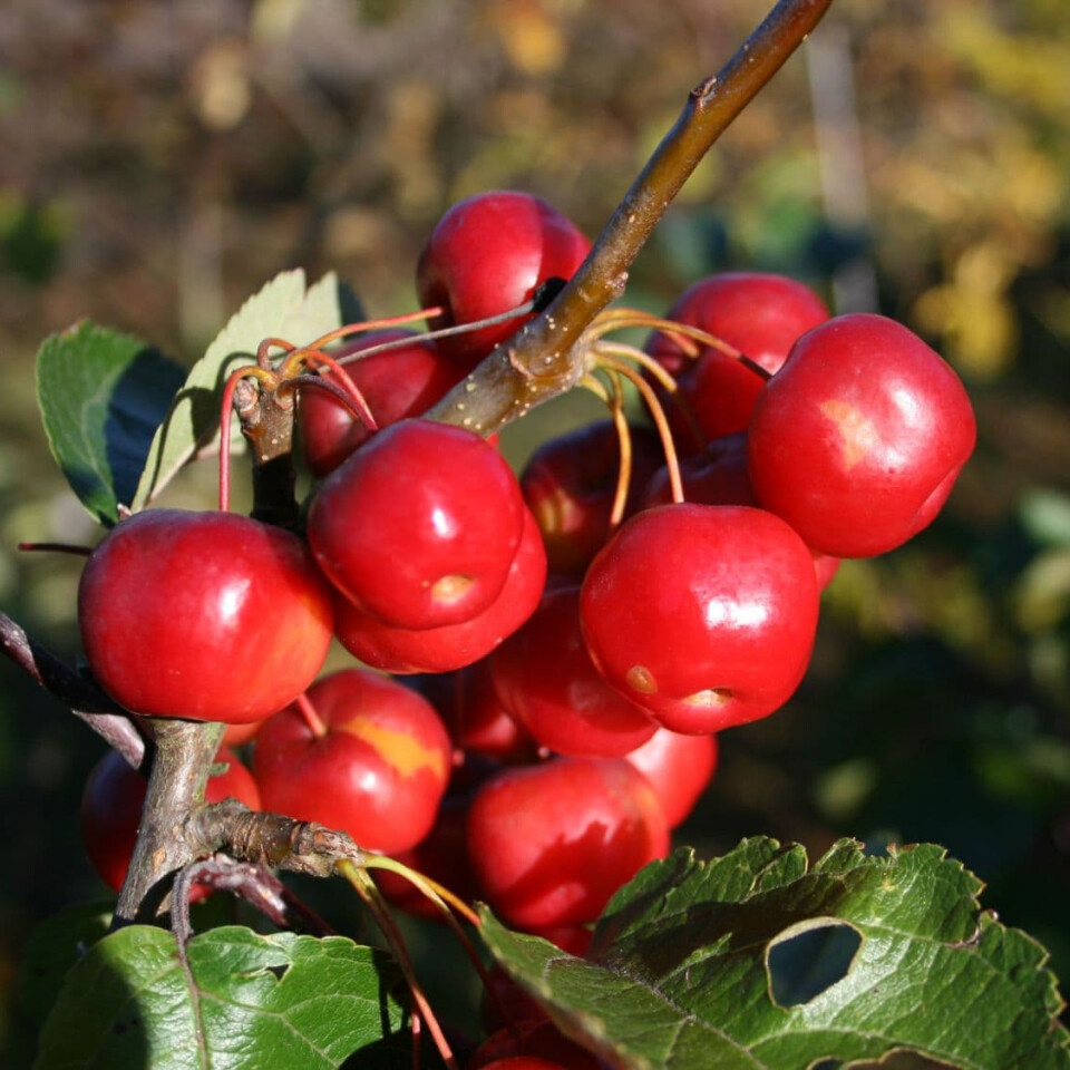 Яблоня декоративная Ред сентинел – вид 4