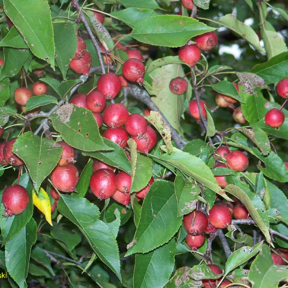 Яблоня декоративная Макамик – вид 3