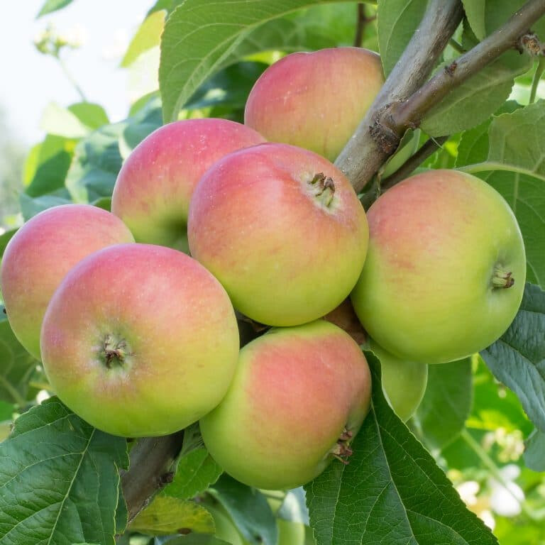 Яблоня ранняя сладкое – вид 3