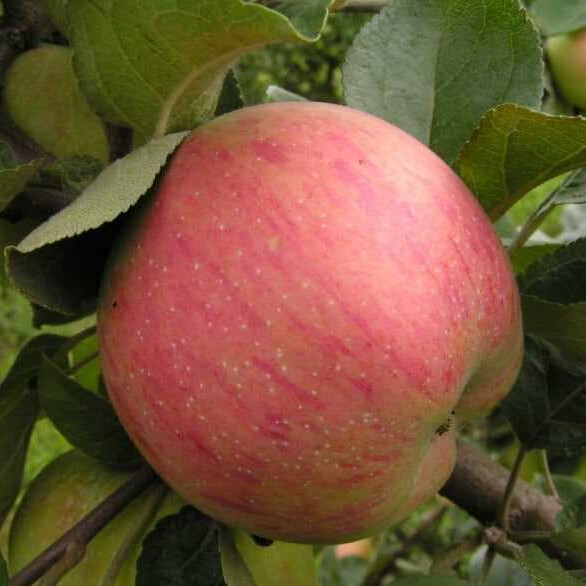 Яблоня Осеннее полосатое (Штрейфлинг) – вид 3