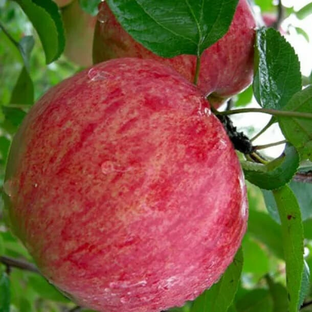 Яблоня Осеннее полосатое (Штрейфлинг) – вид 4
