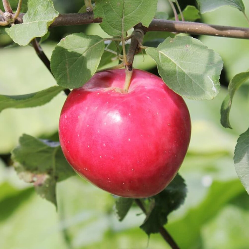 Яблоня Красное раннее – вид 2