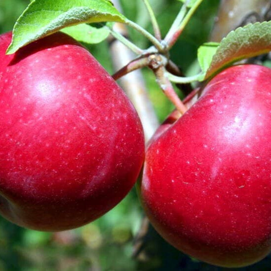 Яблоня Красное раннее – вид 3