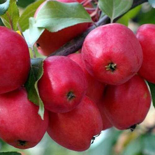 Яблоня Китайка Керр – вид 4