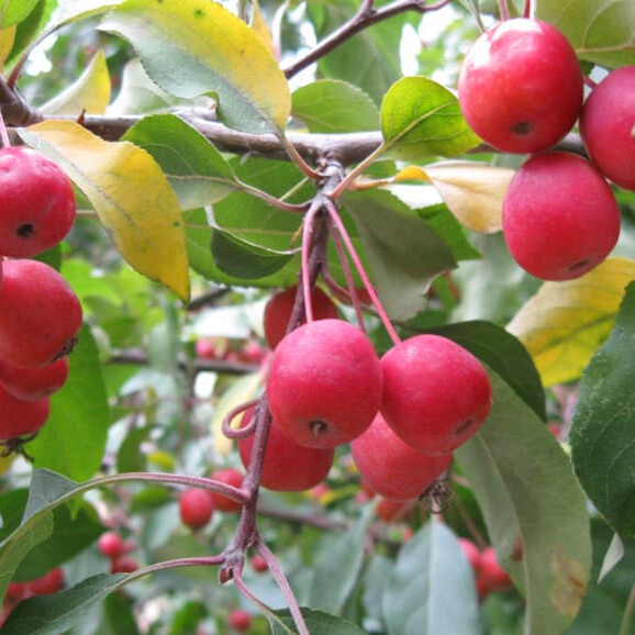 Яблоня Китайка (сливолистная) – вид 4
