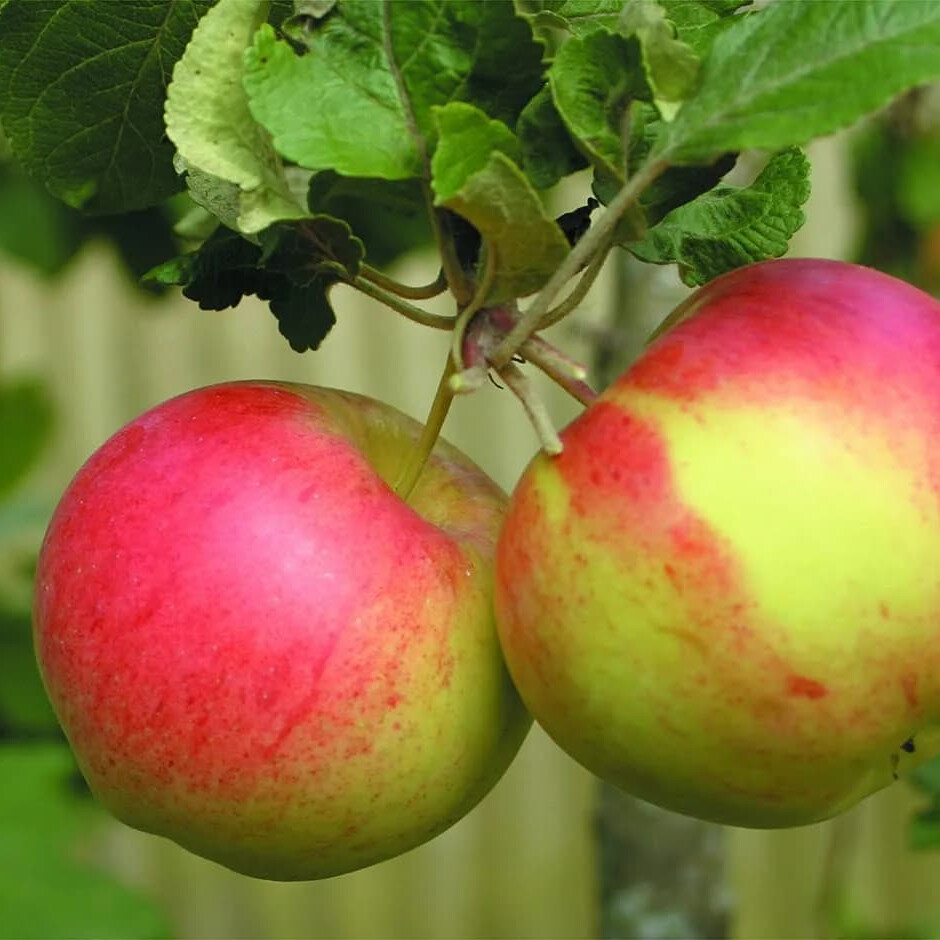 лучшие сорта яблонь для башкирии фото