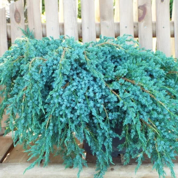Можжевельник чешуйчатый Блу Карпет (Blue Carpet) – вид 4
