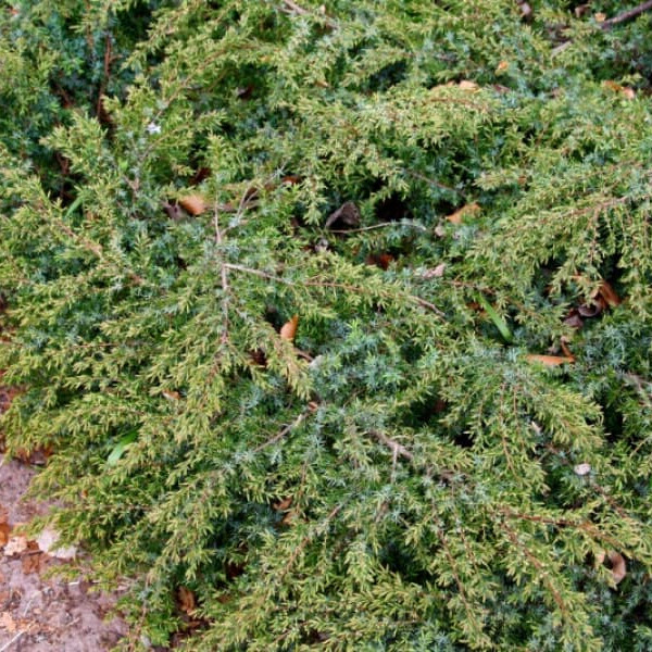 Можжевельник обыкновенный Хорнибруки (Hornibrookii) – вид 2