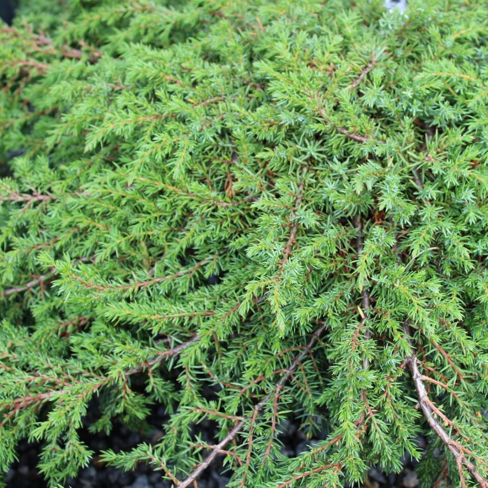 Можжевельник обыкновенный Грин Карпет (Green Carpet) – вид 3