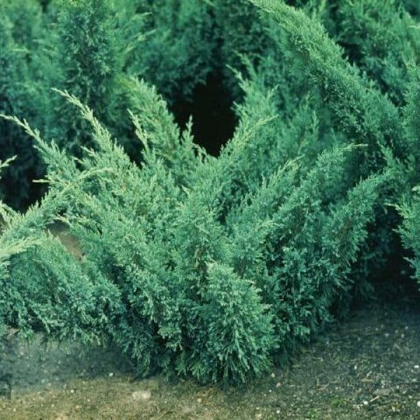 Можжевельник казацкий Блау Донау (Blaue Donau) – вид 4