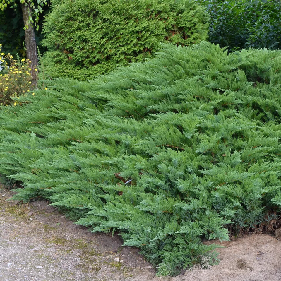 Можжевельник Казацкий (Juniperus sabina) – вид 2