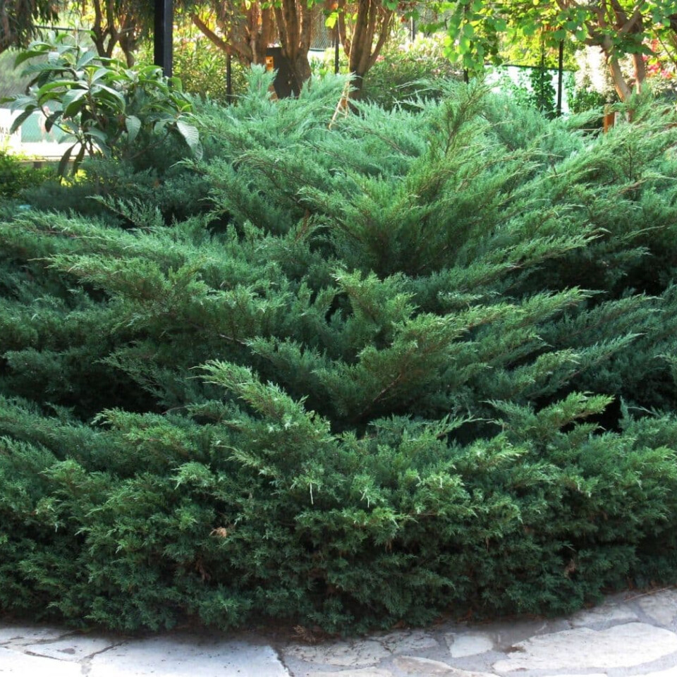 Можжевельник Казацкий (Juniperus sabina) – вид 3