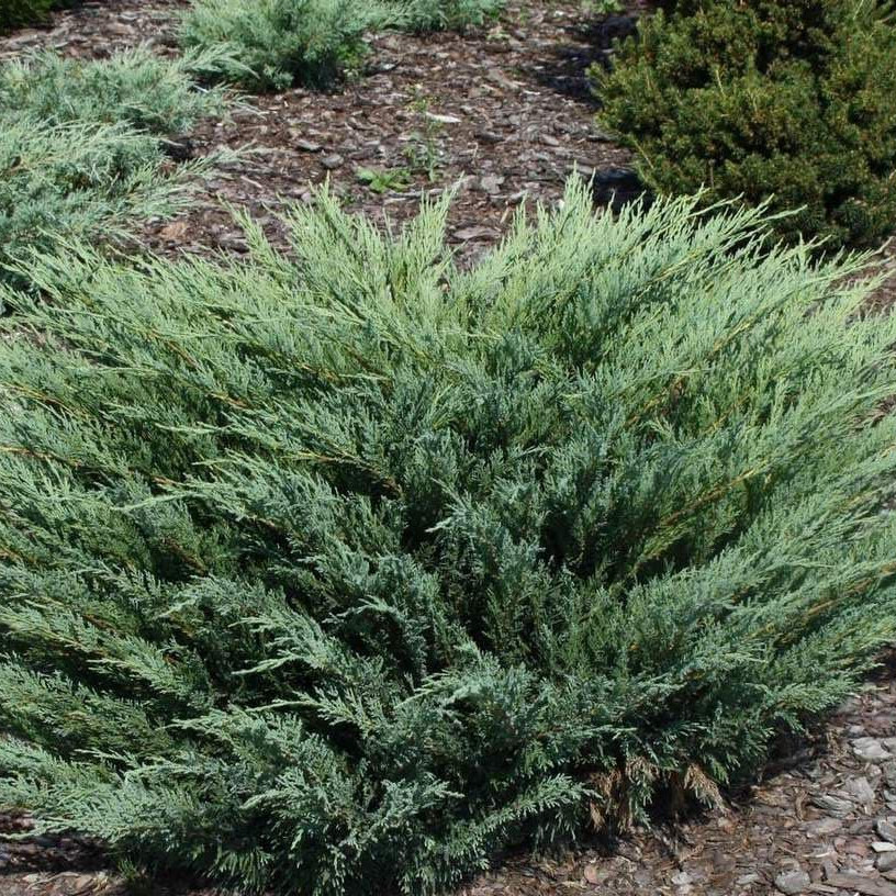 Можжевельник Казацкий (Juniperus sabina) – вид 4