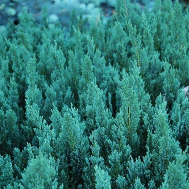 Можжевельник горизонтальный Блу Форест (Blue Forest) – вид 4