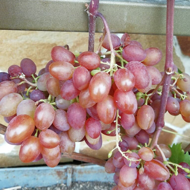 Виноград Юбилей Кострикина – вид 4