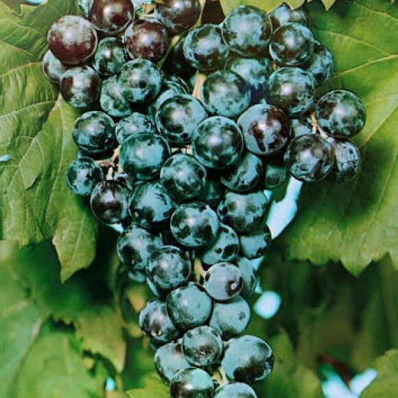 Виноград Цимлянский черный – вид 2