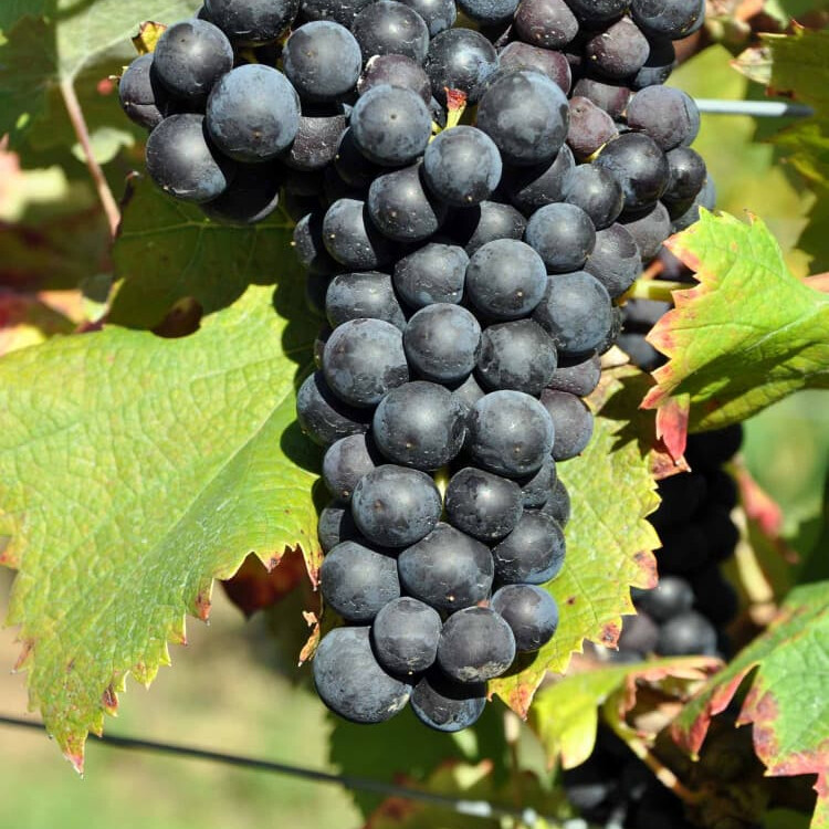 Виноград Цимлянский черный – вид 3
