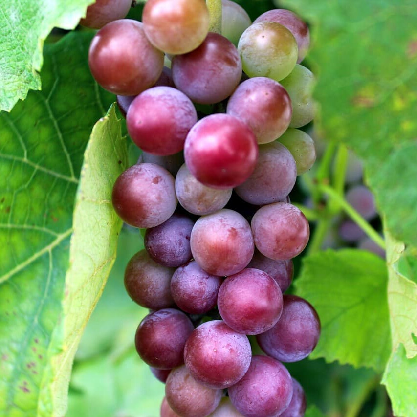 Виноград Цветочный – вид 2