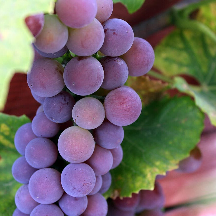 Виноград Цветочный – вид 3