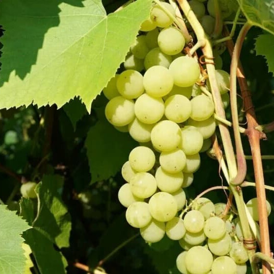 Виноград Ритон – вид 2