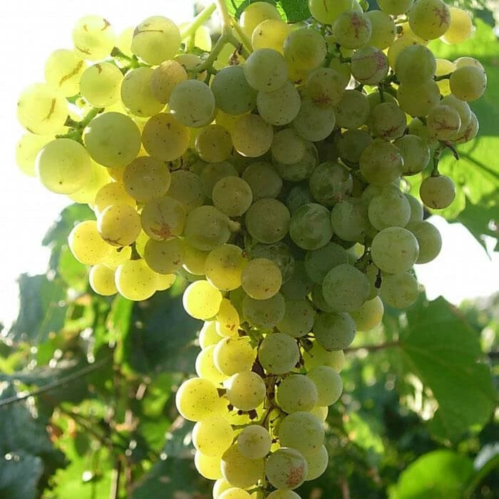 Виноград Ритон – вид 3