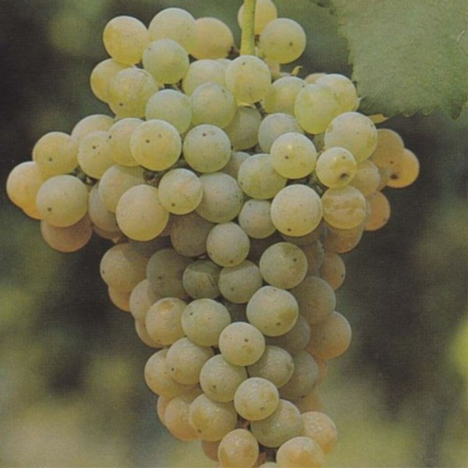 Виноград Ритон – вид 4