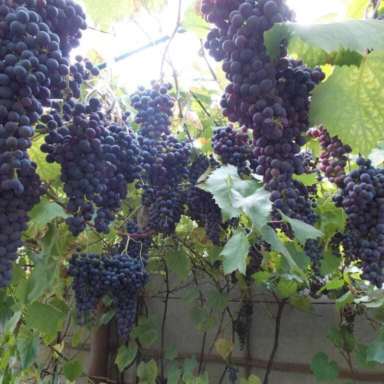 Виноград Плечистик – вид 4