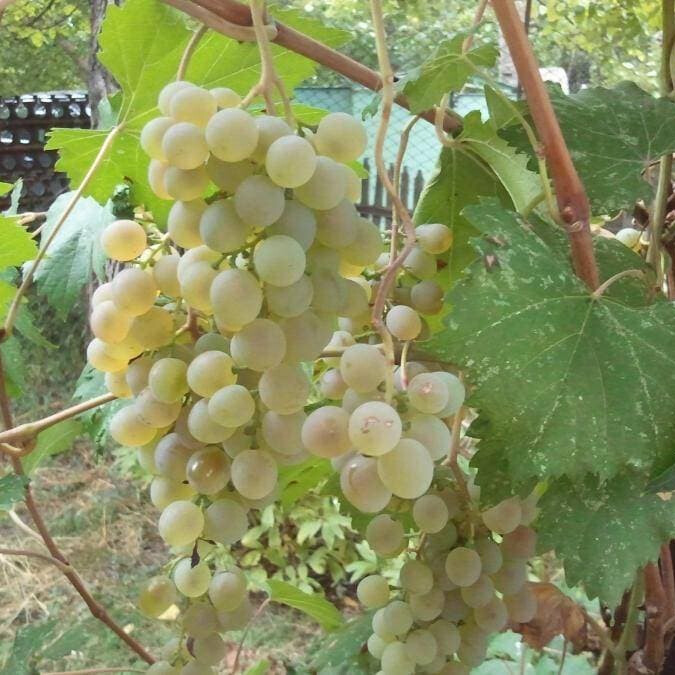 Виноград первенец Магарача – вид 4