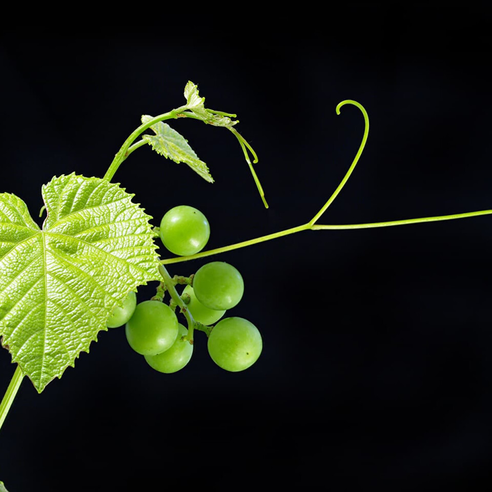 Виноград Огуречный новый – вид 3