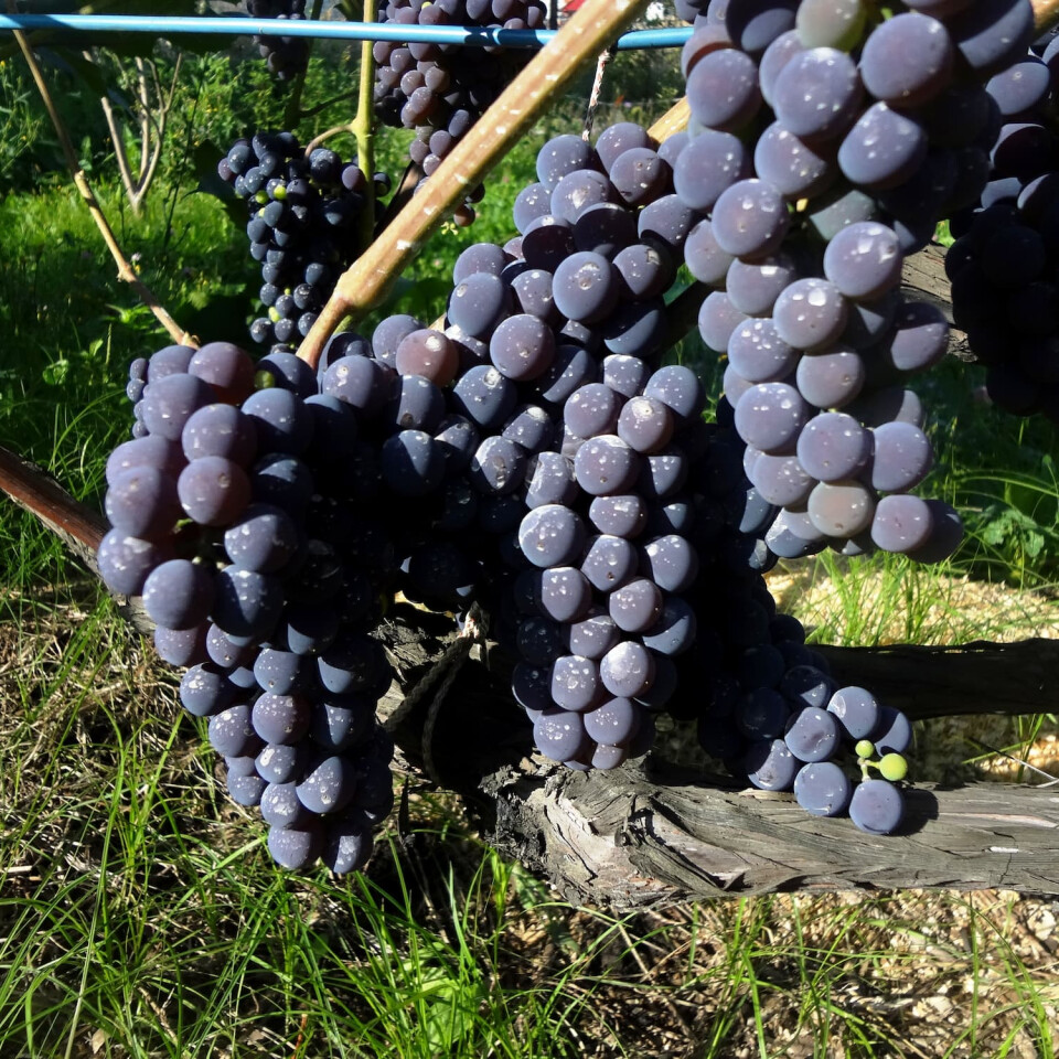 Виноград Мукузани – вид 2