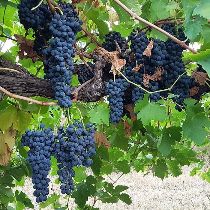 Виноград Мукузани – вид 4
