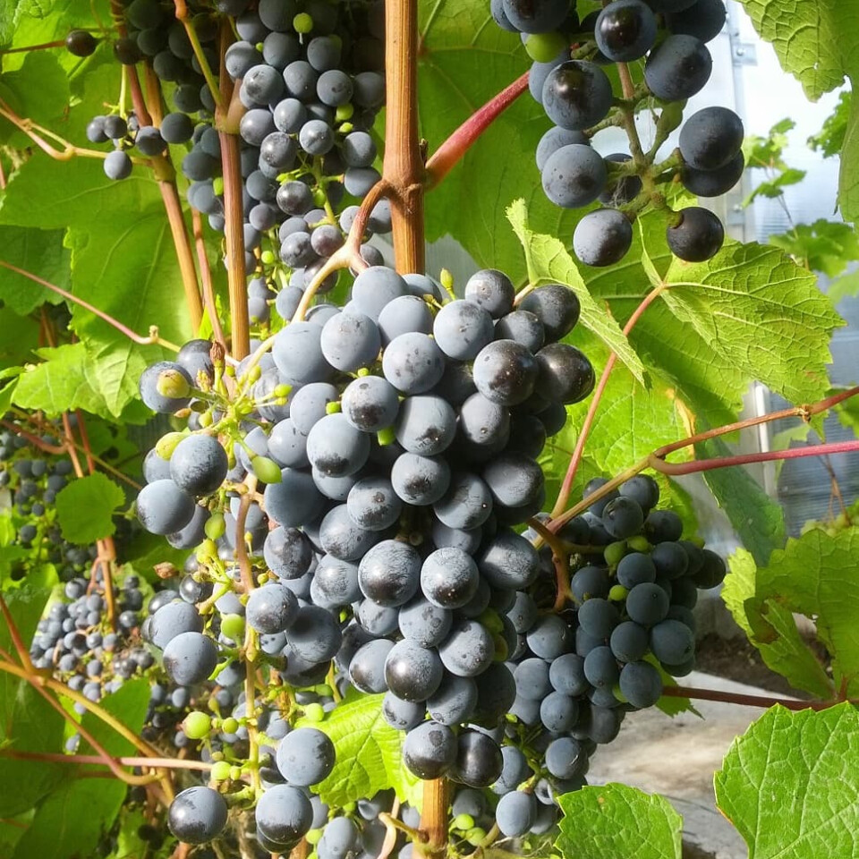 Виноград Мариновский – вид 2