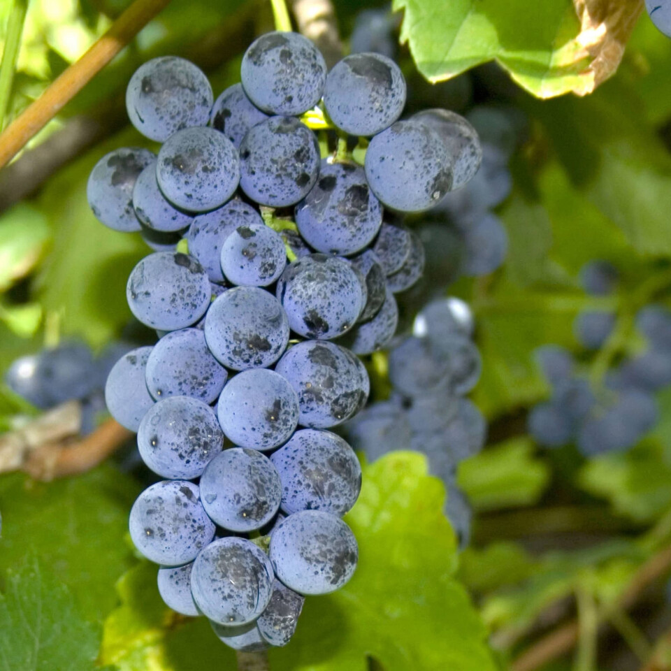 Виноград левокумский – вид 2