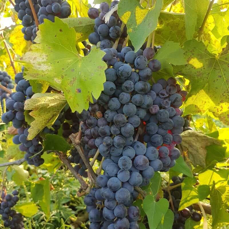 Виноград левокумский – вид 3