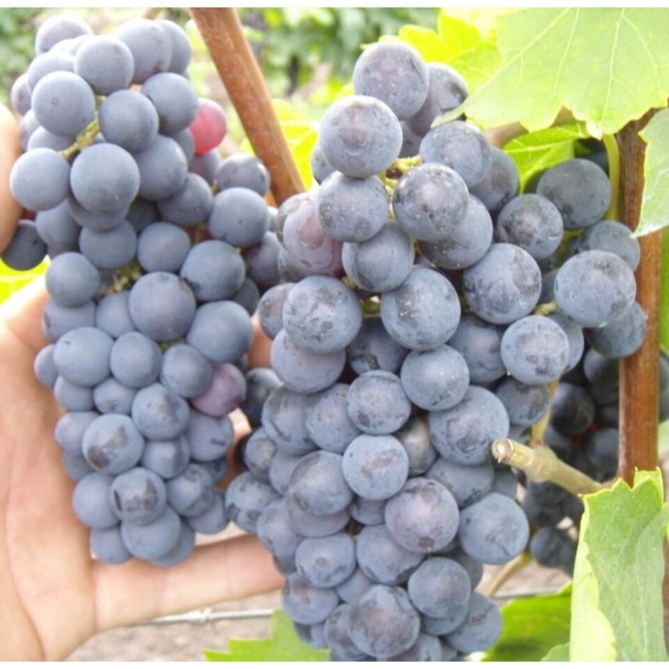 Виноград левокумский – вид 4