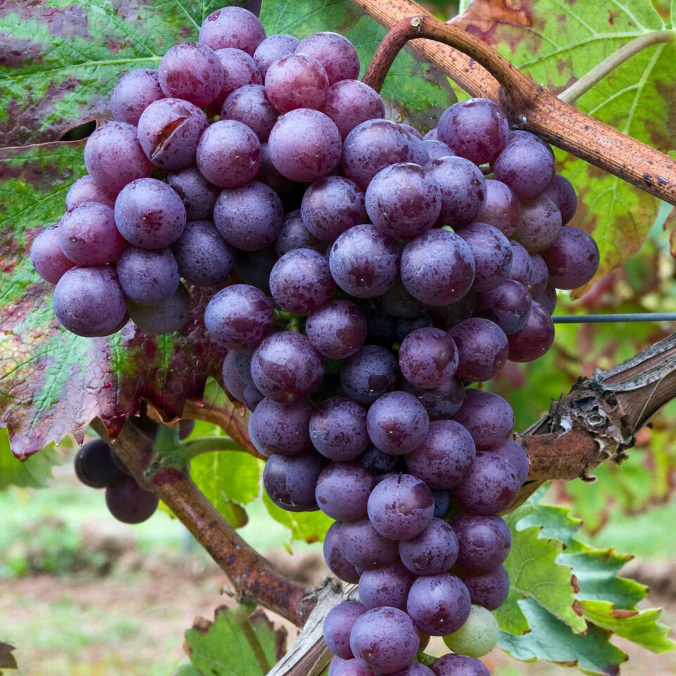 Виноград красный Мускат – вид 3