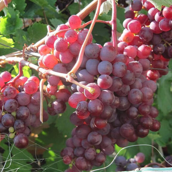 Виноград красный Мускат – вид 4