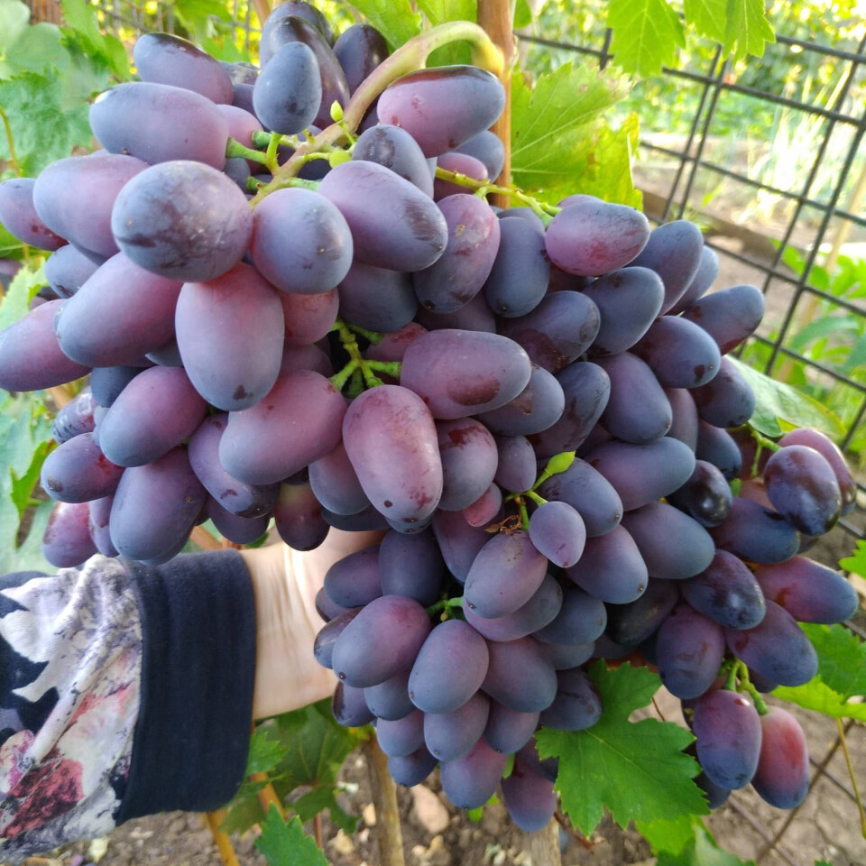 Виноград Красавица – вид 3