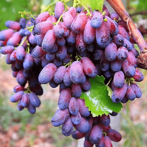 Виноград Красавица – вид 4