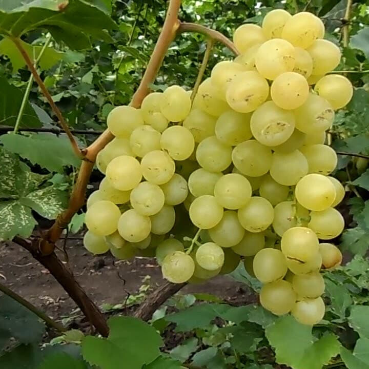 Виноград Кишмиш 347 – вид 2