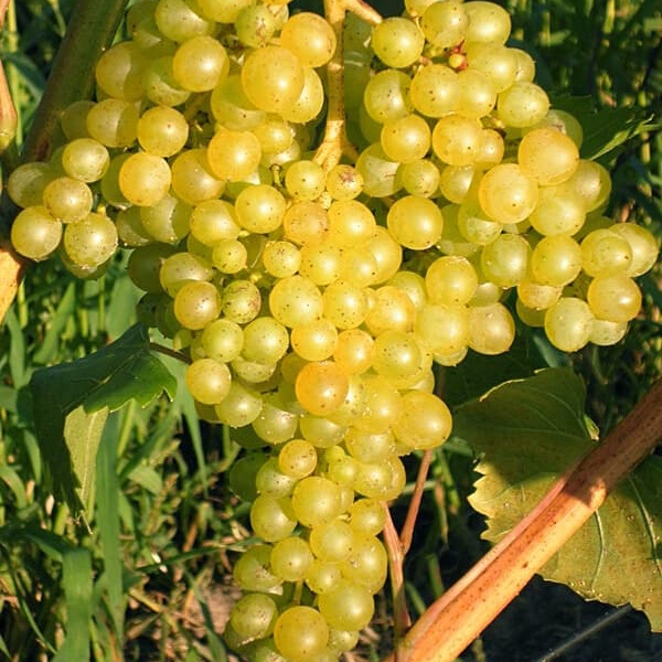 Виноград Кишмиш 346 – вид 2